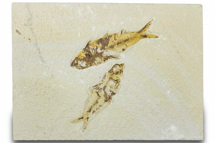 Pair Of Fossil Fish (Knightia) - Wyoming #320393